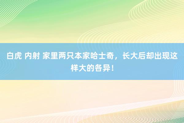 白虎 内射 家里两只本家哈士奇，长大后却出现这样大的各异！
