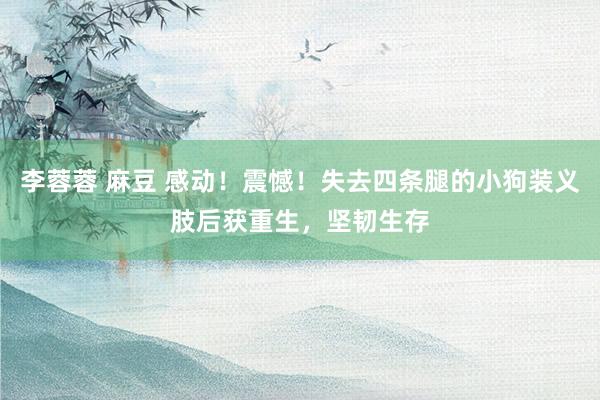 李蓉蓉 麻豆 感动！震憾！失去四条腿的小狗装义肢后获重生，坚韧生存